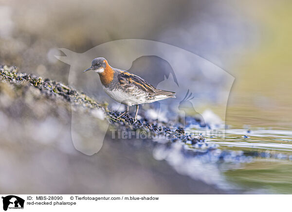 Odinshhnchen / red-necked phalarope / MBS-28090