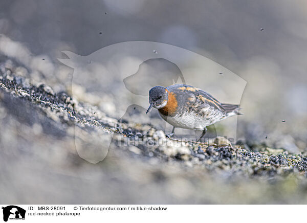 Odinshhnchen / red-necked phalarope / MBS-28091