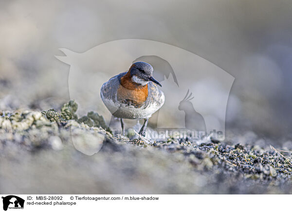 Odinshhnchen / red-necked phalarope / MBS-28092