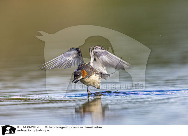 Odinshhnchen / red-necked phalarope / MBS-28096