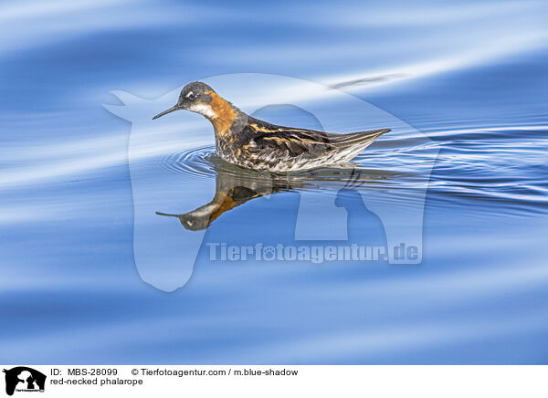 Odinshhnchen / red-necked phalarope / MBS-28099
