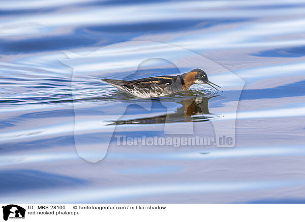 red-necked phalarope / MBS-28100