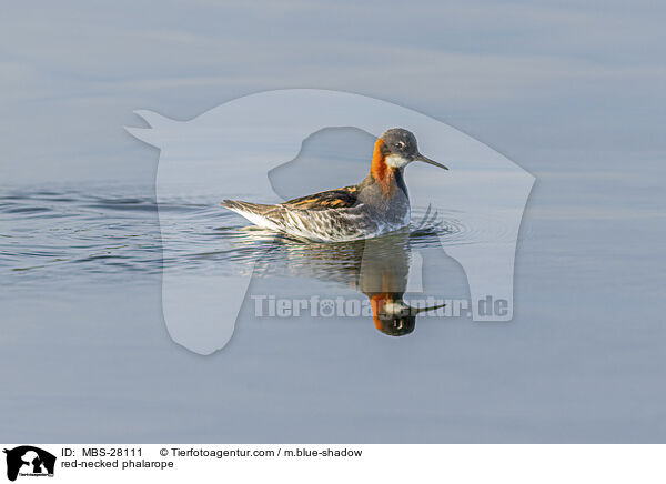 Odinshhnchen / red-necked phalarope / MBS-28111