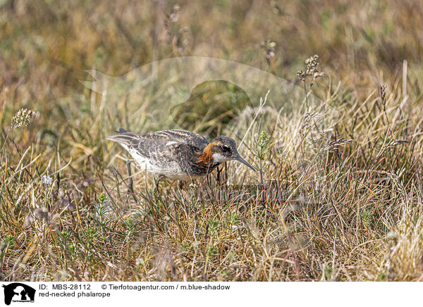 Odinshhnchen / red-necked phalarope / MBS-28112