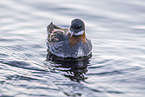 red-necked phalarope