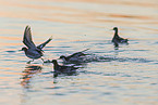 red-necked phalarope