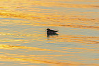 red-necked phalarope