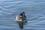 red-necked phalarope