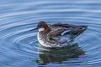 red-necked phalarope