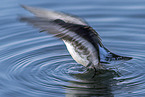 red-necked phalarope