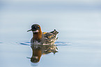 red-necked phalarope