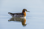 red-necked phalarope