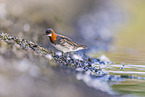 red-necked phalarope