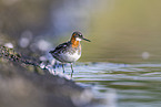 red-necked phalarope