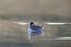 red-necked phalarope