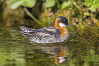 red-necked phalarope