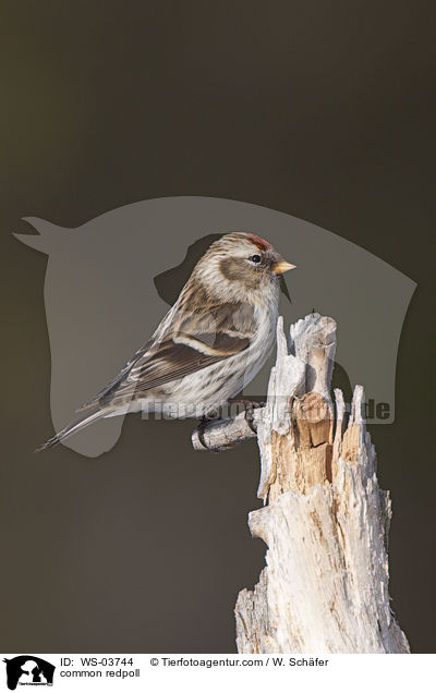 Birkenzeisig / common redpoll / WS-03744