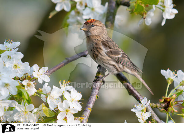 Birkenzeisig / common redpoll / THA-06402