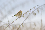 common redpoll