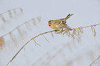 common redpoll