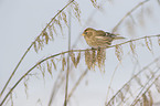 common redpoll