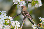 common redpoll