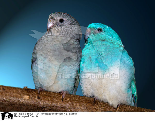 Singsittiche / Red-rumped Parrots / SST-01672