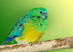 Red-rumped Parrot