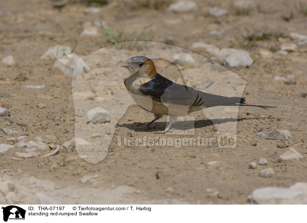 standing red-rumped Swallow / THA-07197