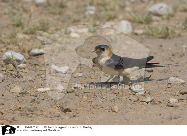 standing red-rumped Swallow / THA-07198