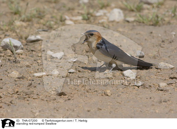 standing red-rumped Swallow / THA-07200