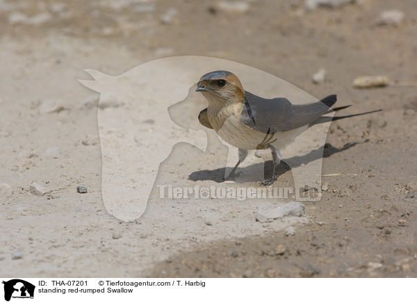standing red-rumped Swallow / THA-07201