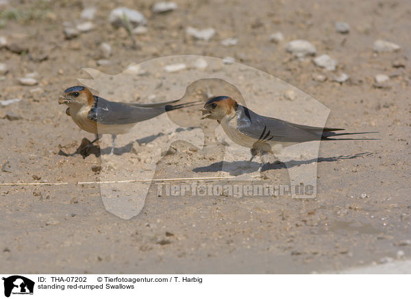 stehende Rtelschwalbe / standing red-rumped Swallows / THA-07202