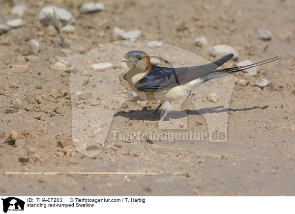 stehende Rtelschwalbe / standing red-rumped Swallow / THA-07203