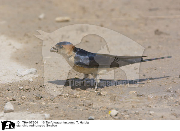 standing red-rumped Swallow / THA-07204