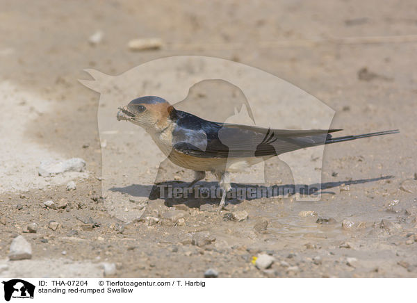 stehende Rtelschwalbe / standing red-rumped Swallow / THA-07204