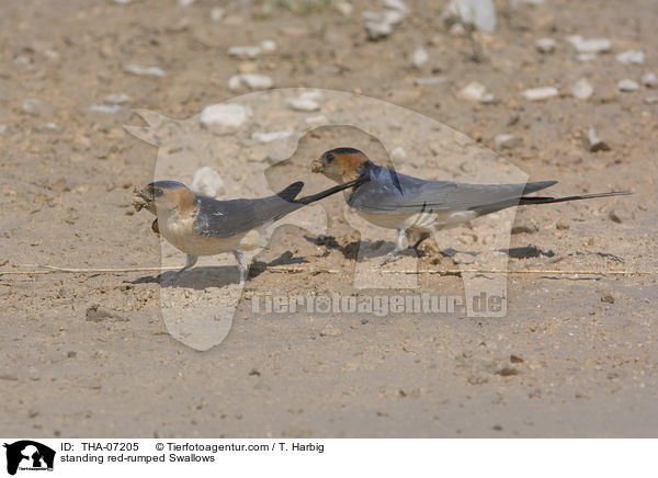 stehende Rtelschwalbe / standing red-rumped Swallows / THA-07205