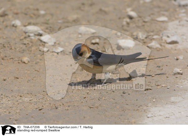 standing red-rumped Swallow / THA-07206