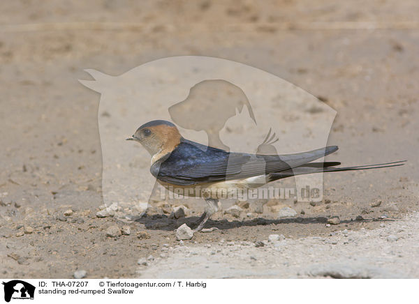 standing red-rumped Swallow / THA-07207