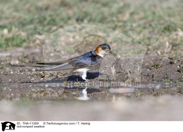 R�telschwalbe / red-rumped swallow / THA-11269