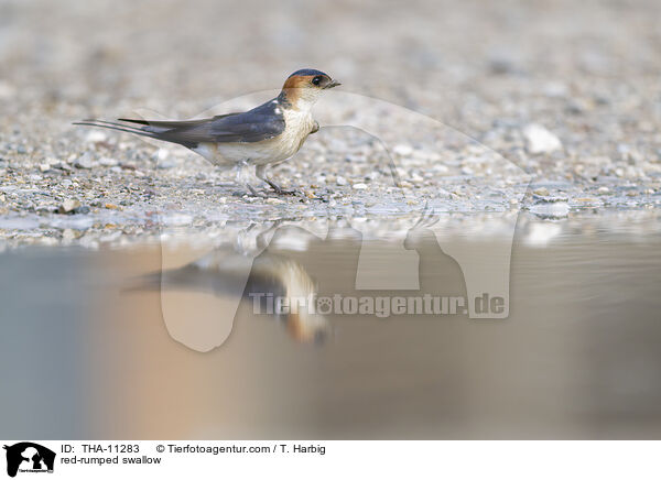 Rtelschwalbe / red-rumped swallow / THA-11283