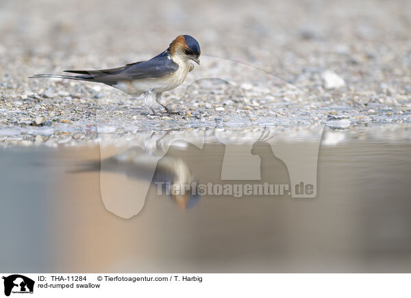 Rtelschwalbe / red-rumped swallow / THA-11284