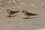 standing red-rumped Swallows