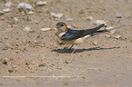 standing red-rumped Swallow
