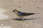 standing red-rumped Swallow