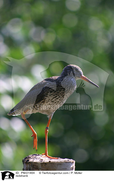 Rotschenkel / redshank / PM-01464