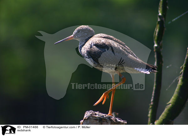 Rotschenkel / redshank / PM-01466