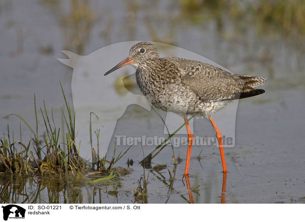 Rotschenkel / redshank / SO-01221