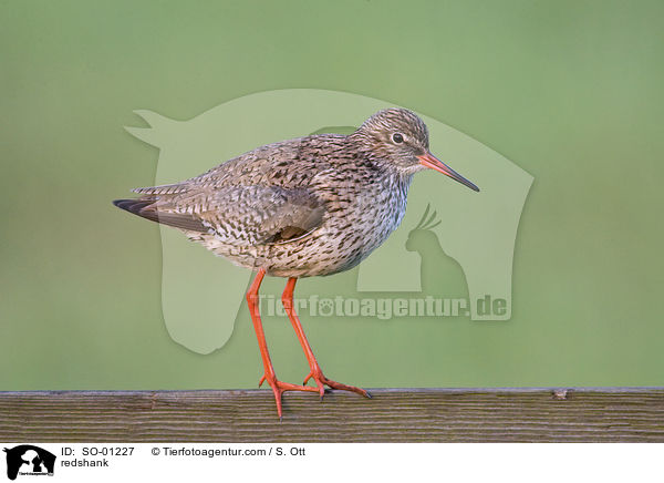 Rotschenkel / redshank / SO-01227