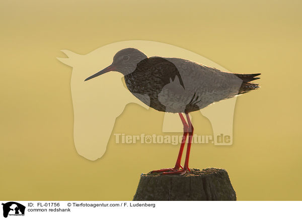 Rotschenkel / common redshank / FL-01756